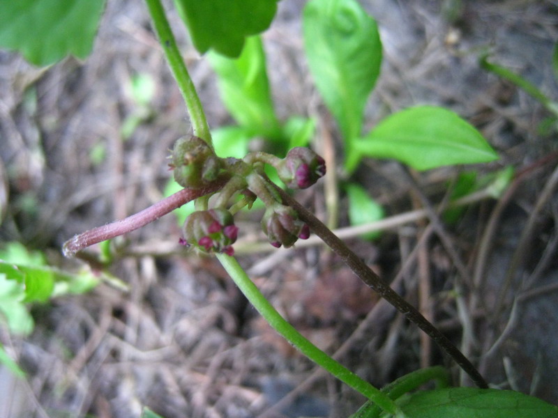 【 芳香便利贴 & #雷公根part 2 】